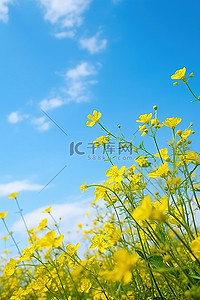 蓝天和花朵背景图片_田野上有黄色的花朵和蓝天