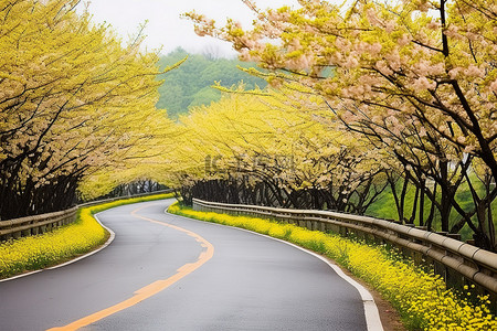 油菜花田背景背景图片_亚洲的一条路两旁开满了黄色的花朵