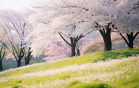 一座长满樱花的草山