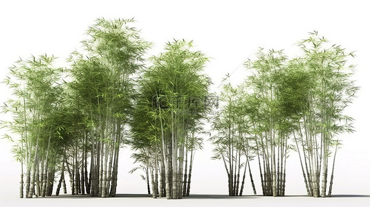 中药常春藤背景图片_在白色背景下的 3D 渲染插图中描绘的竹林