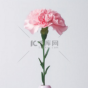白色背景花瓶上的粉色康乃馨