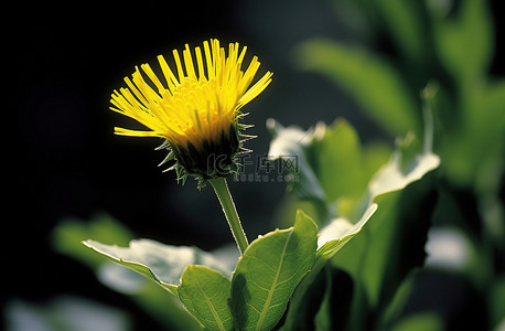 春天黄色蒲公英背景图片_一朵黄色的花从植物中长出来