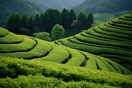 干锅茶树菇背景图片_茶树在山腰上形成圆形行