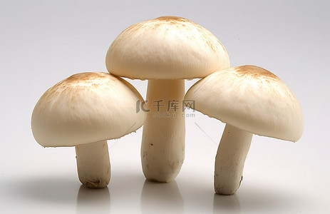 起头背景图片_白色表面上抬起头的三个蘑菇