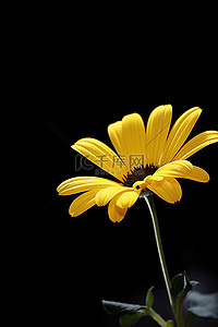 深色背景中的一朵黄色花朵