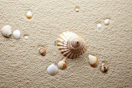 沙滩贝壳背景图片_沙滩上的贝壳和海水