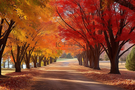 秋天旅游背景图片_枫树园秋季铺好的小路