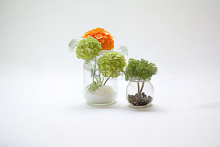 仙人掌绣球花和吹制玻璃罐中的绣球花植物