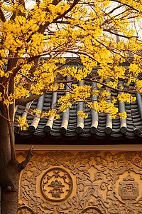 阳光照在墙上背景图片_阳光透过黄色的树木照在石屋的墙上