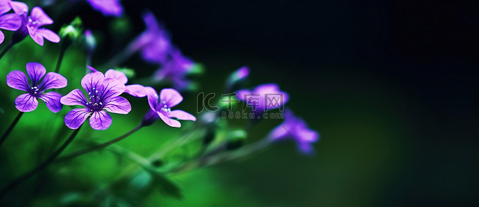 1080背景图片_紫蓝色野花壁纸 1080x1080jpg
