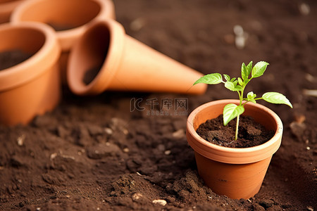 蔬菜土壤背景图片_园艺盆和地里的年轻蔬菜植物