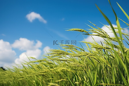 地中海老头背景图片_蓝天中的水稻种植园，稻田上空有云彩