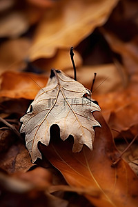 树林里一些枯死的落叶的图像