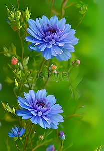 花朵蓝色插画