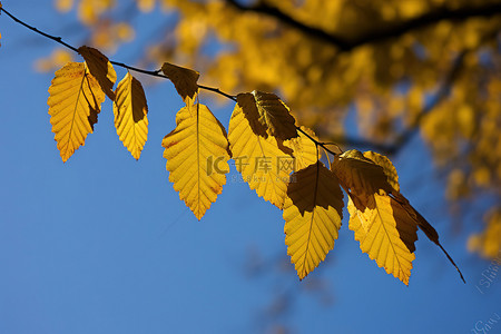 树枝上的叶子在蓝天的衬托下呈现出黄色的叶子