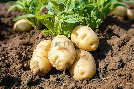 土豆植物背景图片_花园里的马铃薯植物