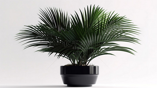 异国情调的背景图片_黑色盆栽棕榈树白色背景上令人惊叹的 3D 插图