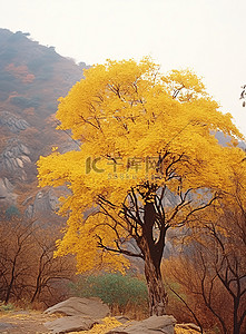 黄色树子背景图片_一棵叶子呈黄色的树