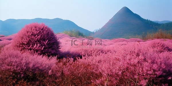 许多不同颜色的粉红色灌木丛
