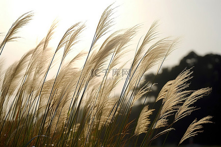 在明亮的阳光下，小草在风中飘扬