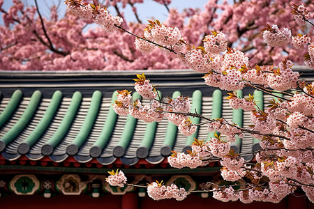 一栋砖砌边框高屋顶的韩国建筑的绿瓦屋顶上盛开着色彩缤纷的樱花