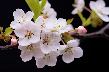 樱花树枝背景图片_盛开的樱花树枝塞进树框