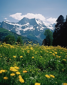 背景是阿尔卑斯山和瑞士白雪覆盖的山峰