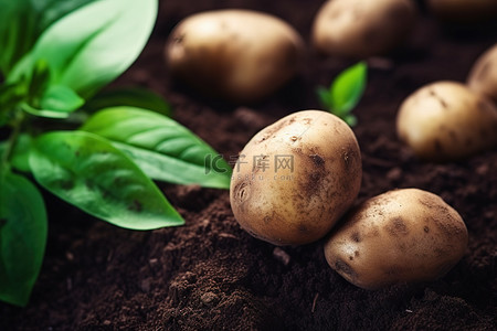 土豆坐在绿叶旁边的泥土里