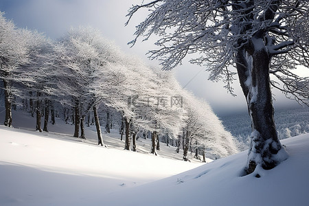 积雪覆盖 积雪覆盖的树木森林阿斯图里亚斯 意大利
