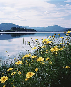 黄色的花朵矗立在被包围的湖上