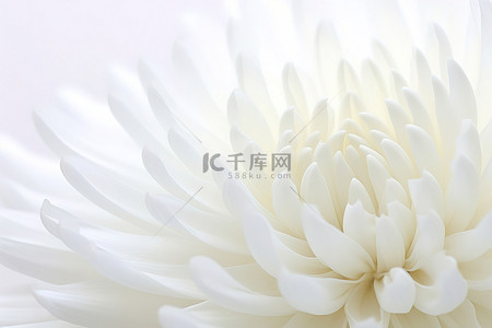 孤立在白色的白色菊花