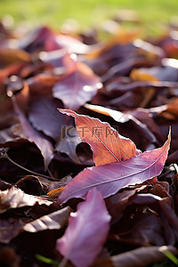 坐地上背景图片_一些棕色的叶子坐在草地上