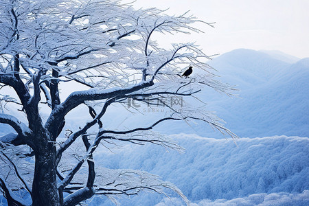一只乌鸦栖息在被雪包围的树上