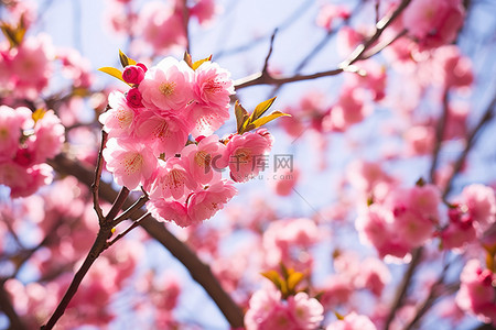 阳光明媚的日子里，树上有粉红色的花朵