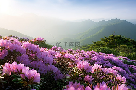 春天杜鹃花背景图片_台湾山泉田杜鹃花盛开