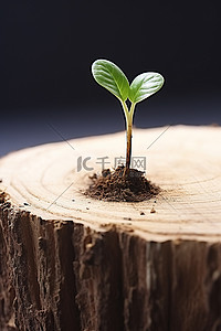 丹参根部背景图片_生长在木板内的花蕾的根部