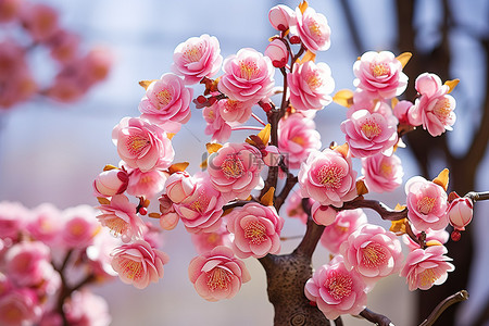 树下的阳光背景图片_一棵长满粉红色花蕾的树站在阳光下
