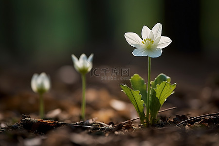 春天牧场背景图片_森林绿色牧场中的两朵白花
