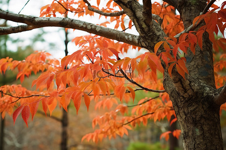 叶子的树背景图片_森林里一棵有橙色叶子的树