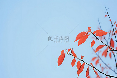 秋季摄影背景图片_树上的红叶秋季摄影