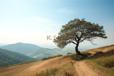 山城背景图片_一棵树坐落在山顶，俯瞰山谷