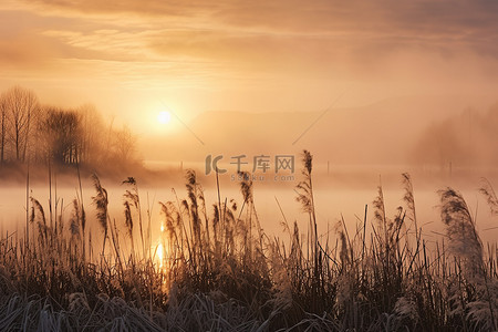 太阳升起在湖和芦苇上