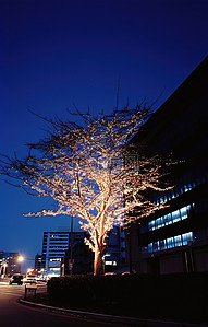 交通背景图片_树在晚上被点亮