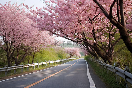 一条开阔的道路，两旁种满了粉红色盛开的樱花树