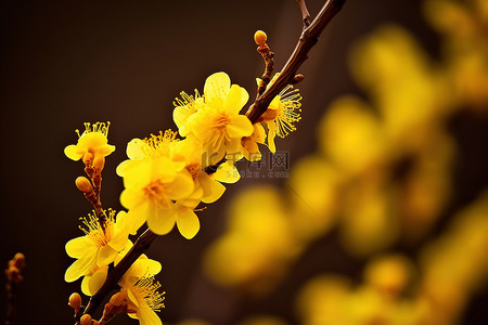 500px 树宏上盛开的黄色花朵