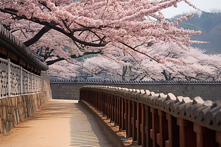 春天旅游背景背景图片_韩国文化复兴花园