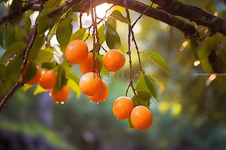一棵树的图像，上面挂着成熟丰满的橙色水果