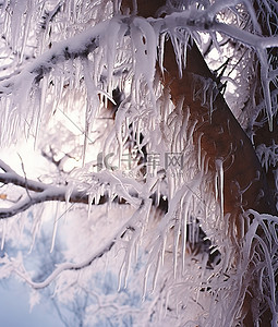 冰雪覆盖的树木和树枝的图片