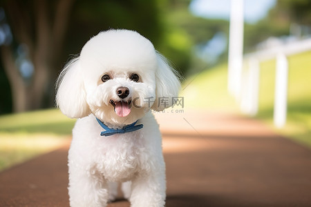白色贵宾犬背景图片_公园里的白色贵宾犬