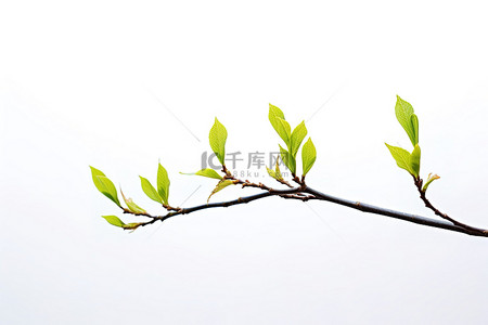 芽背景图片_年轻的树芽和叶子